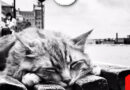“Cats in Venice” a Pieve di Soligo: Tutta la poesia dei gatti veneziani