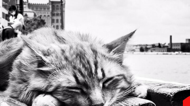“Cats in Venice” a Pieve di Soligo: Tutta la poesia dei gatti veneziani
